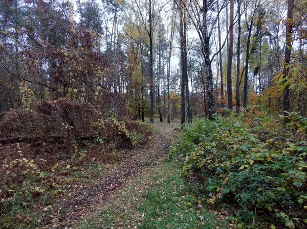 Het Bos Rustig Vredig Het Pad Loopt Tussen Snel Groeiende — Stockfoto