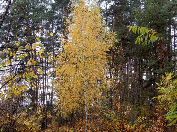 カーリー バーチ材 緑豊かな黄色の葉は 松の木の緑色の針に対して著しく目立ちます 静かで平和な林 Hid の昆虫 動物が冬の到来を準備しています — ストック写真