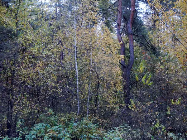 Abedul Con Hojas Amarillentas Crece Entre Los Pinos Bosque Tranquilo —  Fotos de Stock