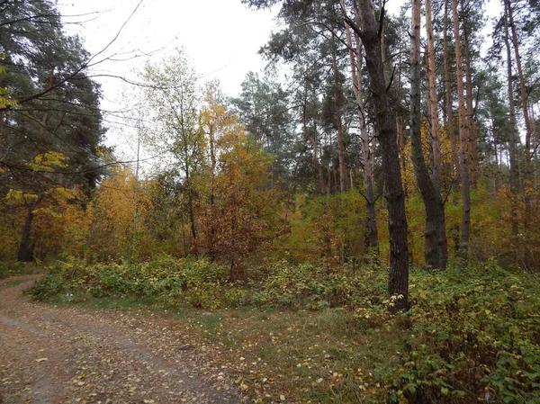 Herfst Naaldhout Bos Met Vergeelde Gebladerte Het Begin Van Herfst — Stockfoto