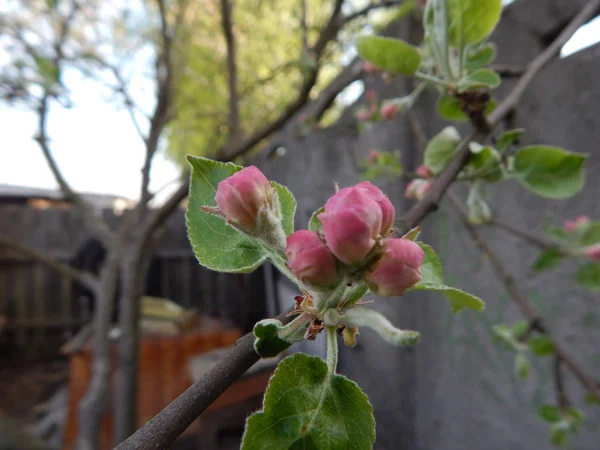 Los Brotes Son Flores Florecientes Manzana — Foto de Stock