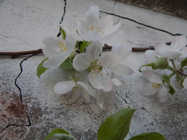 Цвітіння Яблук Початку Весни — стокове фото