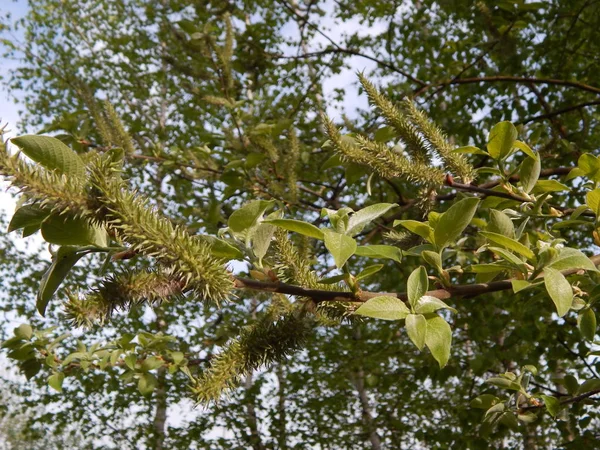 一枝长着幼叶的柳树 — 图库照片