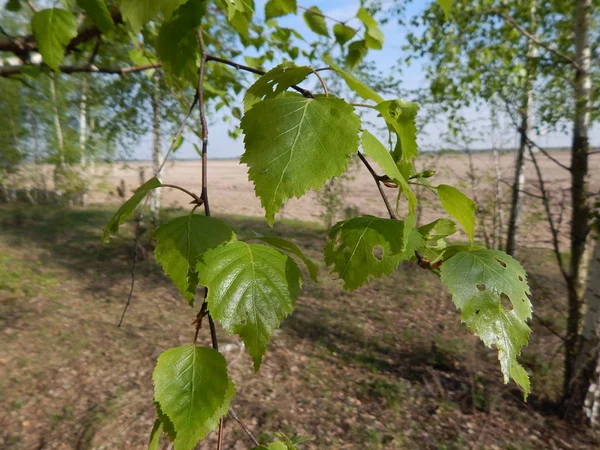 Ein Birkenzweig Mit Jungen Blättern Ist Vor Dem Hintergrund Der — Stockfoto