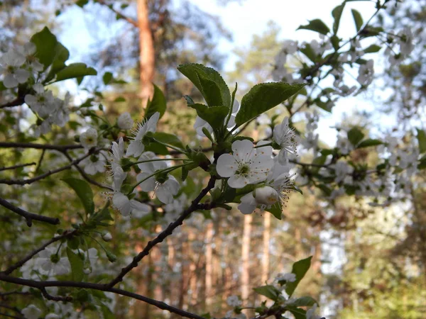 白い森の桜 — ストック写真