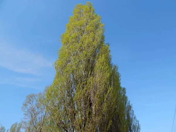 Uma Árvore Alta Com Uma Coroa Verde Correu Para Céu — Fotografia de Stock