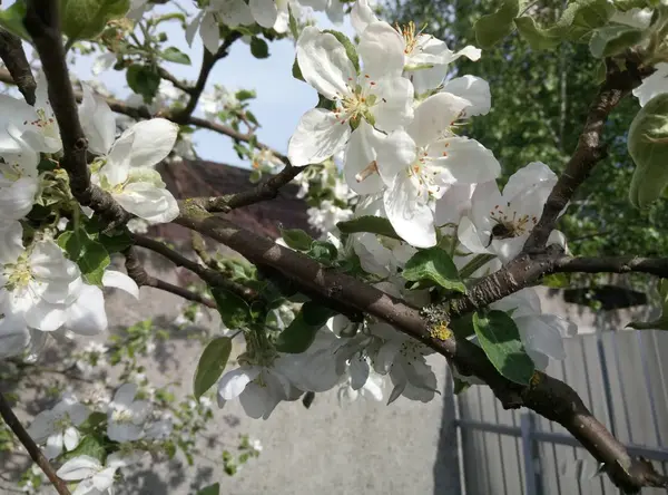 Primavera Veio Ficou Quente Jardins Floresceram Abelhas Transferidas Flor Para — Fotografia de Stock