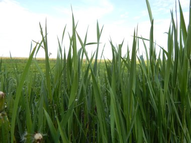Sabahın erken saatlerinde çimlerin üzerinde bir yarış oluştu. Güneşin altında su damlacıkları parlıyor..