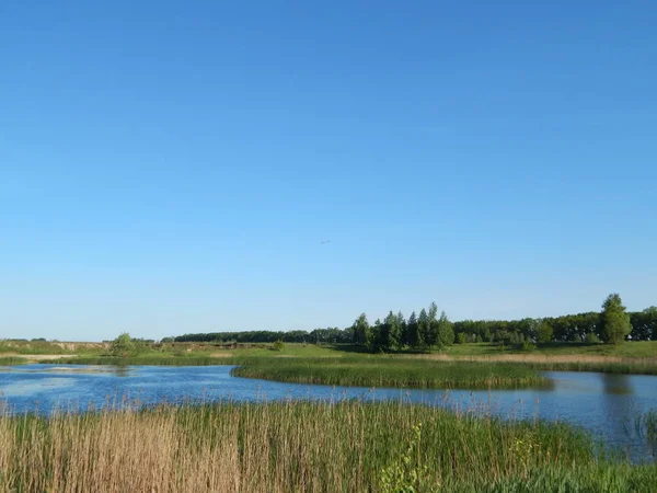 Das Ufer Des Sees Ist Mit Üppiger Vegetation Bewachsen Blaues — Stockfoto
