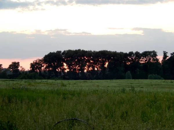 Durch Die Baumkronen Sieht Man Die Sonne Über Dem Horizont — Stockfoto