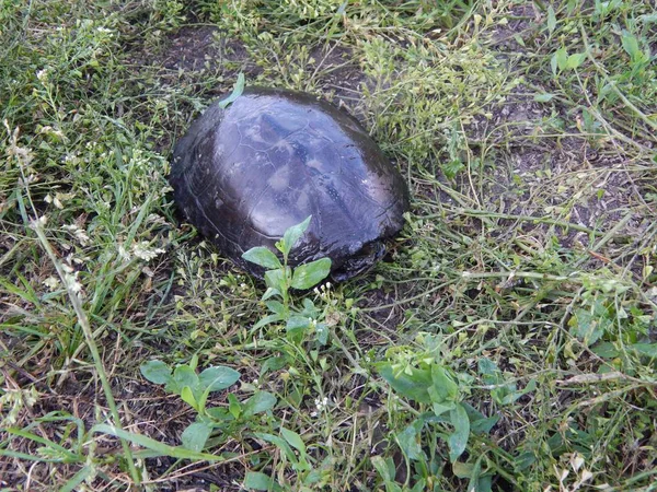 Barna Teknős Hid Shell — Stock Fotó