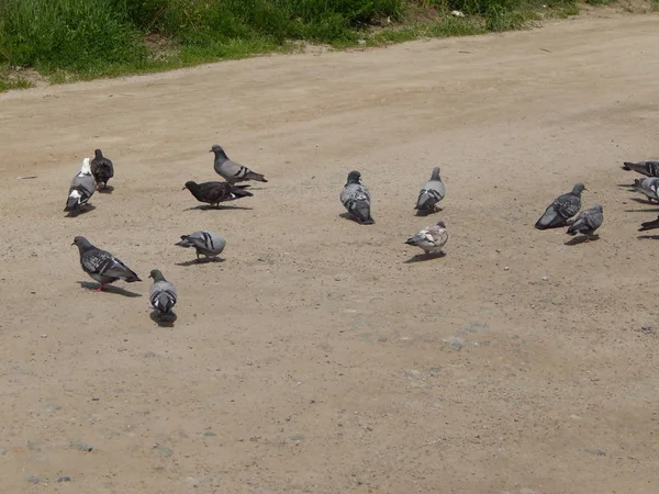 Een Kudde Duiven Pecks Eten Weg — Stockfoto