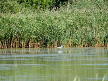 Bir balıkçıl küçük balık ları bulmak için gölde dolaşıyor..
