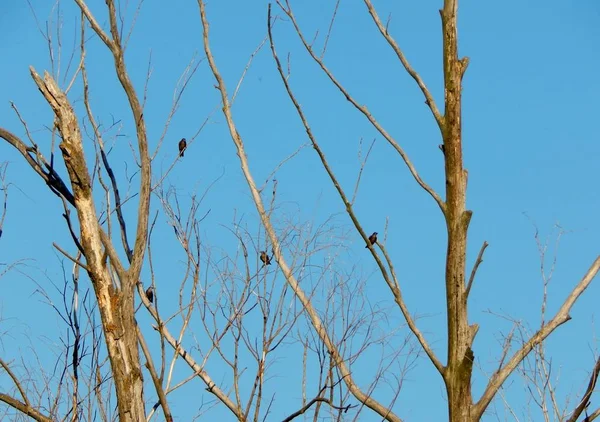 Starlings Descansar Sobre Ramos Uma Árvore Seca — Fotografia de Stock