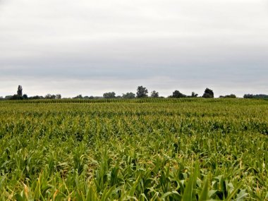 Bitmek bilmeyen mısır tarlaları.