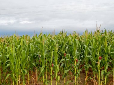    .   .Yeşil mısırlı tarla.
