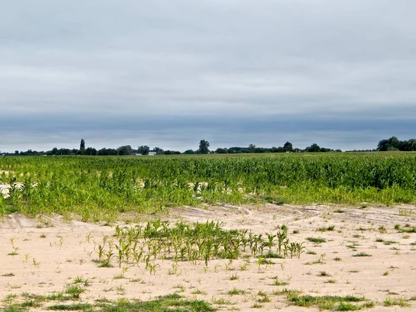 Grünes Feld Unter Blauem Himmel — Stockfoto