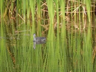 Gri ördek sana bakıyor.