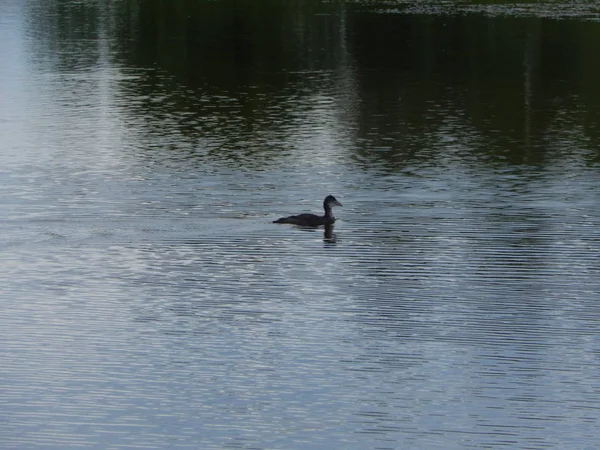 Enten Können Gut Schwimmen — Stockfoto