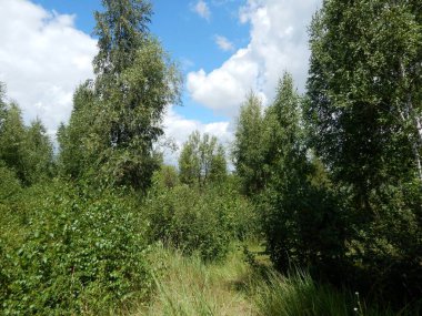 Mavi gökyüzü ağaçların kron aracılığıyla görülebilir.