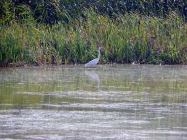 Beyaz Vinç balık avı