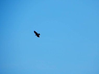 Yırtıcı kuş gökyüzünde süzülür..