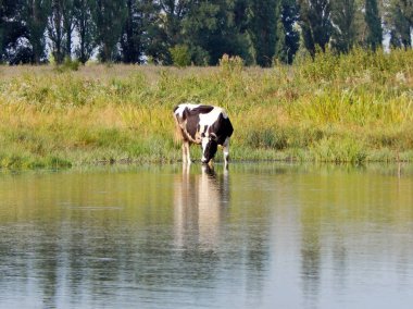 İnek göletten su içer..