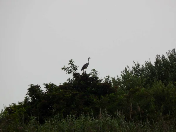 Crane Sits Bush — Stock Photo, Image