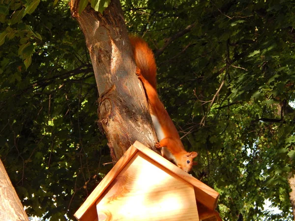 Handgemachtes Eichhörnchen Lebt Auf Der Aussichtsplattform — Stockfoto