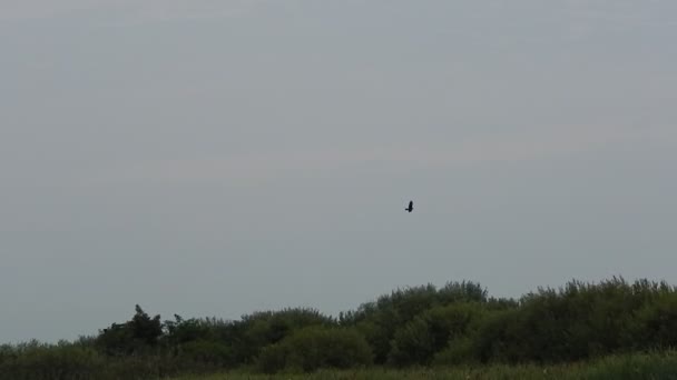 Oiseau de proie volant à la recherche de nourriture .