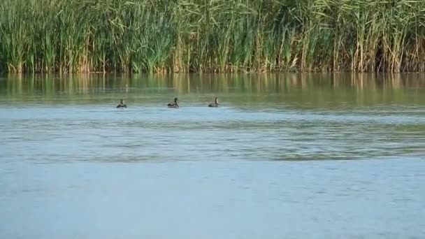Los Patos Salvajes Nadan Lago — Vídeos de Stock