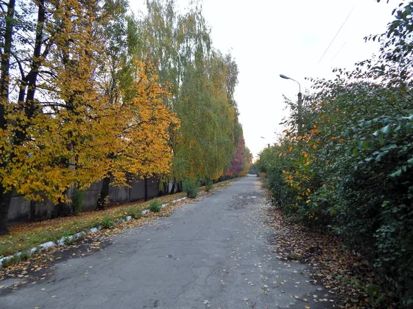 Une Route Parsemée Feuilles Jaunes Tombées Des Arbres — Photo