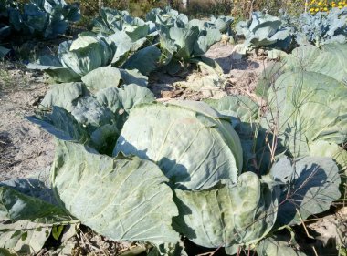 Olgun lahana bahçesinde.