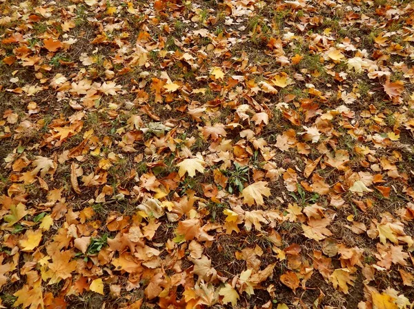 枯黄的叶子从树上掉在地上 — 图库照片
