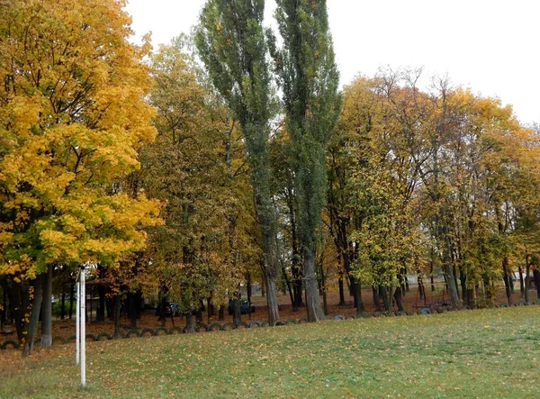 秋天公园里的树 — 图库照片