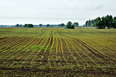 Üzerinde mısırların yükseldiği tarla. Ufukta sayısız sıra mahsul beliriyor. Yüksek kaliteli fotoğraf.