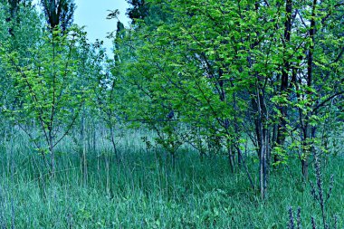Yaprak döken bir ormanda, bir kuş yeşil yapraklarla kaplı bir ağacın dalına oturur..