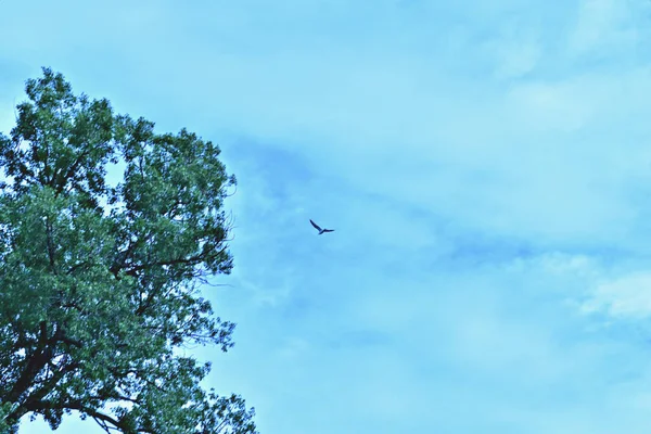 Ein Vogel Fliegt Über Einen Baum Einem Blauen Himmel Hochwertiges — Stockfoto