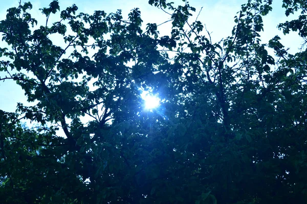 Yükselen Güneşin Işınları Ağaçların Yoğun Taçlarından Geçer Güneş Işınları Ağaçların — Stok fotoğraf
