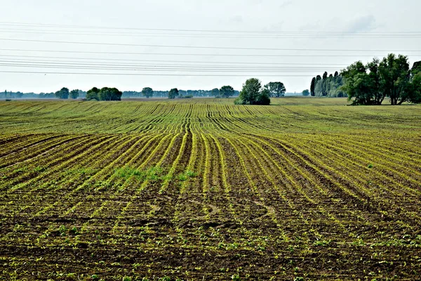 Pole Kterém Vzrostla Kukuřice Četné Řady Plodin Táhnou Obzoru — Stock fotografie