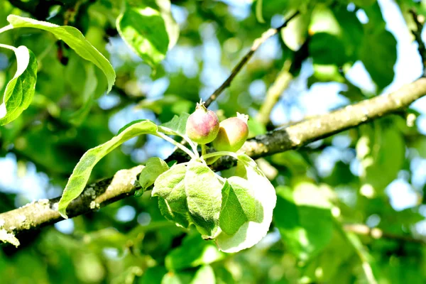 Незрелые Плоды Яблок Висят Ветке Яблочного Дерева Плоды Яблок Ветке — стоковое фото