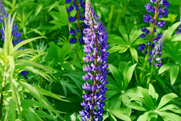 Flores Altramuz Púrpura Florecieron Claro Del Bosque Las Abejas Recogen —  Fotos de Stock