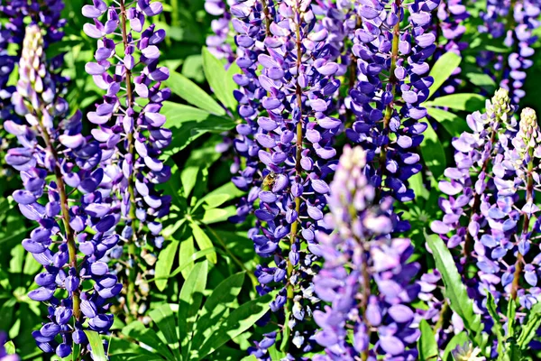 Flores Altramuz Púrpura Florecieron Claro Del Bosque Las Abejas Recogen —  Fotos de Stock