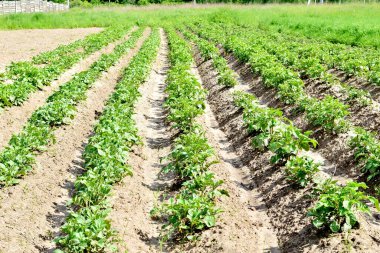 Patatesler tarlada filizlendi, ekinlerin tepeleri sırayla dizildi. Tarlada patates topları sıralanmıştı. Yüksek kalite fotoğraf