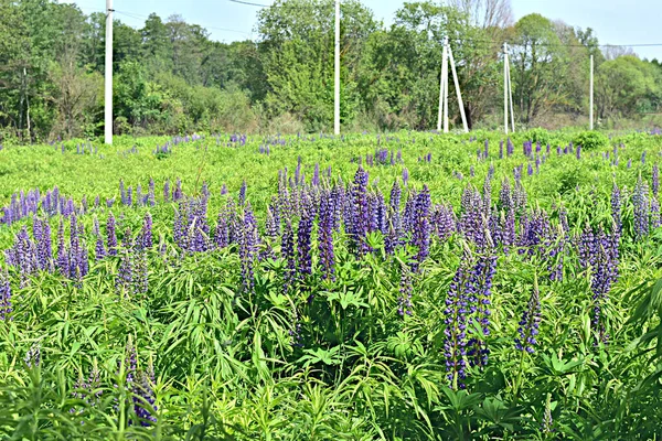 Flores Altramuz Púrpura Florecieron Claro Del Bosque Las Abejas Recogen —  Fotos de Stock