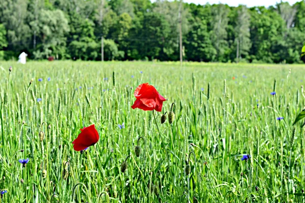 红罂粟生长在绿小麦地里 在绿地上的罂粟 高质量的照片 — 图库照片