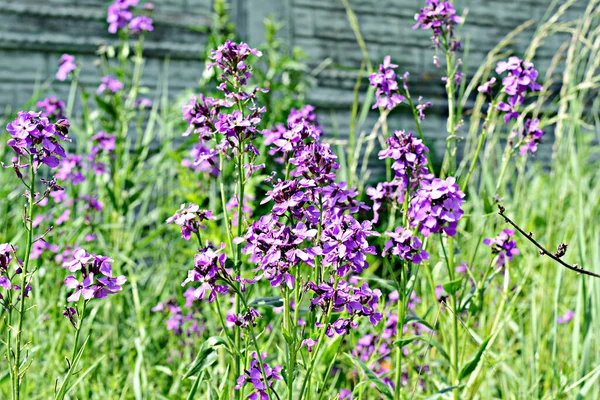 Viocon Flores Púrpuras Que Crecen Campo Las Abejas Recogen Flores —  Fotos de Stock