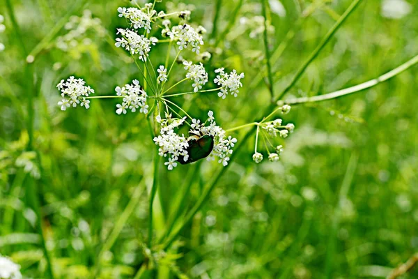 Oscuro Bun Escarabajo Sienta Una Flor Que Crece Bosquejo Blanco —  Fotos de Stock