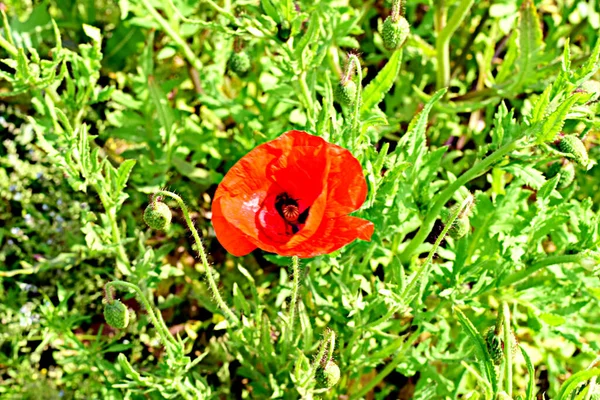 Redred Poppies Grow Field Green Wheat Poppies Green Field High — Stock Photo, Image