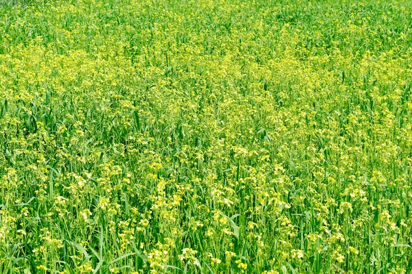 Com Flores Amarelas Crescendo Campo Abelhas Coletam Néctar — Fotografia de Stock